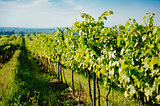 Vineyard landscape 
