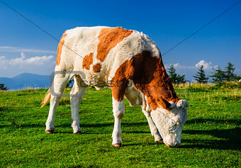 Cow grazing on meadow. Photo taken in Graz, Austria