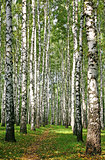 Pathway in sunny autumn birch grove