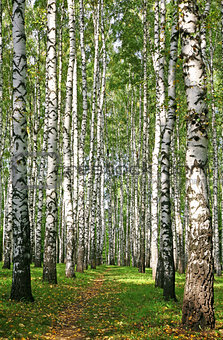 Pathway in sunny autumn birch grove