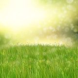 Green grass on abstract background