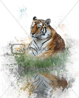 Watercolor Image Of Tiger