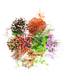 Watercolor Image Of Spices And Herbs
