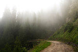 Fog in the forest of Paneveggio, Trentino - Dolomites