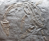 swimming marine reptile from the Early Jurassic