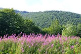 Carpathians. Landscape with fireweed