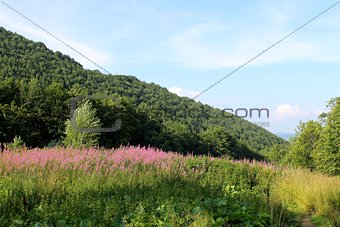 Carpathians. Landscape with fireweed