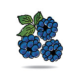 Freehand drawing dewberry icon
