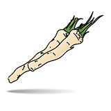 Freehand drawing horseradish icon