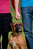 Couple Holding Hands with their Dog 