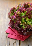 fresh organic purple lettuce (Lollo Rosso)