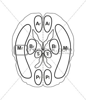 Human brain vector illustration isolated on white