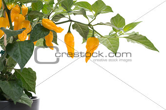 Fatalii chili on plant on white background