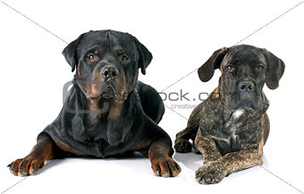 puppy cane corso and rottweiler