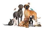 Group of pets - Dog, cat, bird, reptile, rabbit, isolated on whi