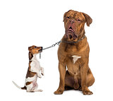 Jack Russell holding a Dogue de Bordeaux with a chain leash