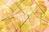 Autumn Leaves yellow and orange Background