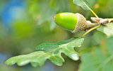 green acorn