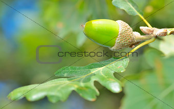 green acorn