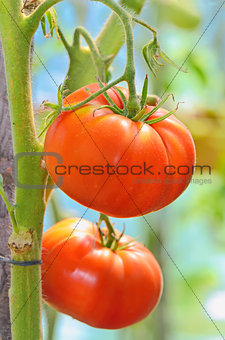 Red tomatoes in the garden