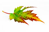 Green-red autumn leaf