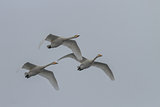 Whooper Swan (Cygnus cygnus) in winter