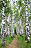 Pathway in autumn burch  forest
