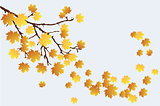 Fall Branch