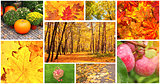 Set of photos with autumn leaves and apples