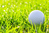 macro of a golf ball in green grass