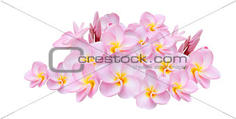 pink flower  on white background