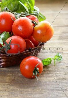 branch of fresh organic  tomatoes with green basil on wooden background