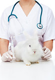 Fluffy white rabbit waiting for an injection at the veterinary