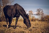 Beautiful black horse feeding outdoors