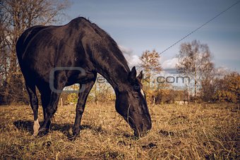 Beautiful black horse feeding outdoors