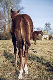 Horses outdoors