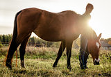 Beautiful brown horse feeding outdoors