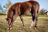 Brown horse feeding outdoors