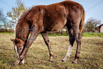 Brown horse feeding outdoors