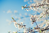 Spring Cherry blossom