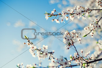 Spring Cherry blossom