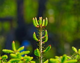 Young spruce branches
