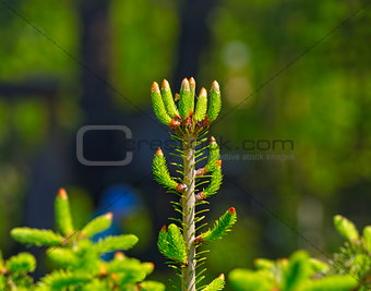 Young spruce branches