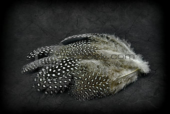 Beautiful feathers on a grunge background