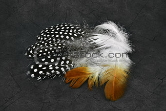 Beautiful feathers