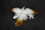 White and fire feathers on a grunge background