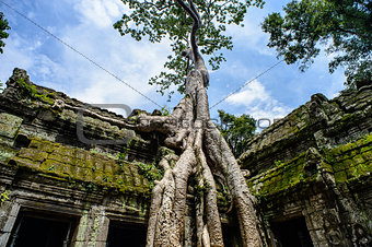 Ta Prohm Temple With Tree Growing Out of It, Siem Riep, Campodia