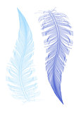feather drawing, vector