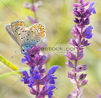 butterfly on pink flower design