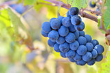 Ripe grapes 